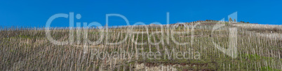 Panorama, Weinberge an der Mosel