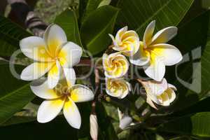 Plumeria flowers photo