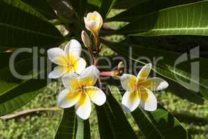 Plumeria flowers photo