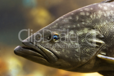 Tropical fish bass perch