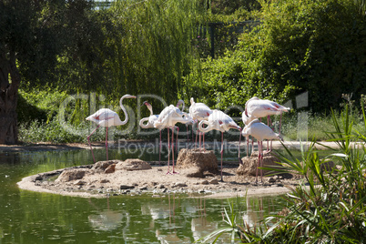 Flamingo bird in lake photo