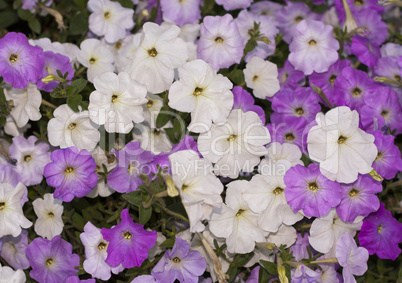 pink and white petunias flowers