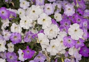 pink and white petunias flowers