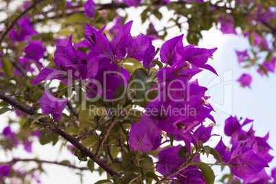 Purple Bougainvillea Flower