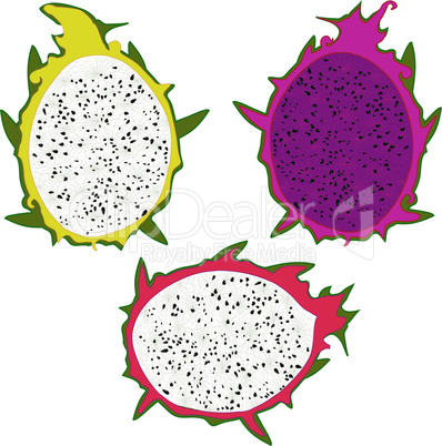 Dragon Fruit vector illustration isolated on white background