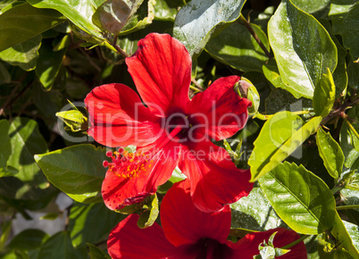 Hibiscus Flower