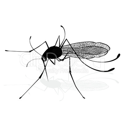 Insect a realistic gnat mosquito. Mosquito silhouette. Mosquito isolated on white background. Vector sketch illustration