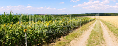 Feldweg mit Sonnenblumen Panorama