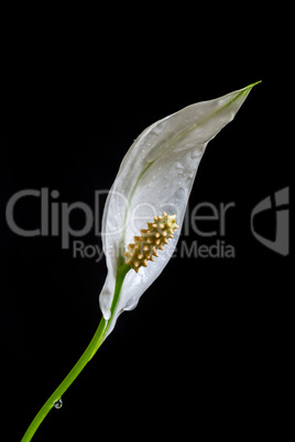 White spathiphyllum lily flower