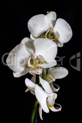 White orchid