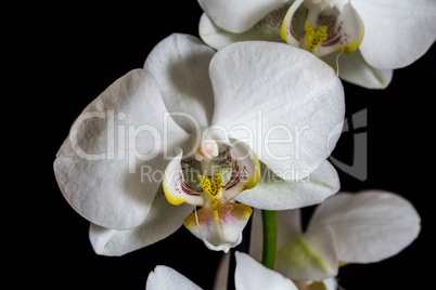 White orchid