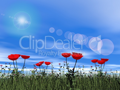 Poppies by day - 3D render