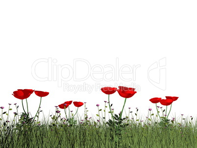 Poppies - 3D render