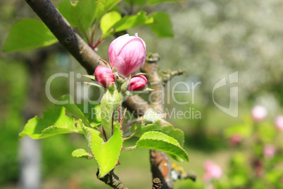 pink bud of apple tree