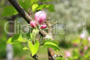 pink bud of apple tree