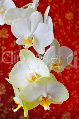 pink orchids on the background of luxurious wallpaper