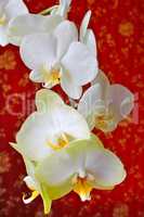 pink orchids on the background of luxurious wallpaper