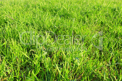 meadow with green grass