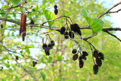 alder with catkins and cones in the spring