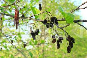 alder with catkins and cones in the spring