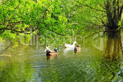 Flight of ducks swim on the river