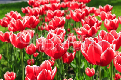 red tulips on the flower-bed