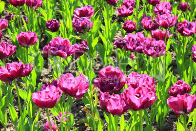 lilac tulips on the flower-bed