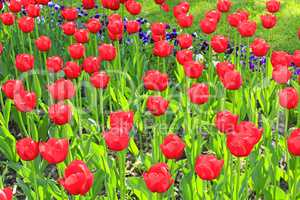 red tulips on the flower-bed