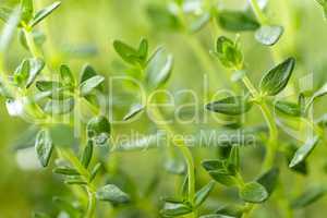 thyme