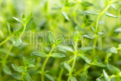 thyme