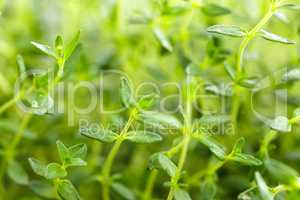 thyme