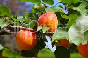 Aprikose am Baum - apricot on the tree