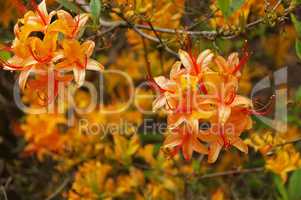 Azalee orange  azalea in orange colours