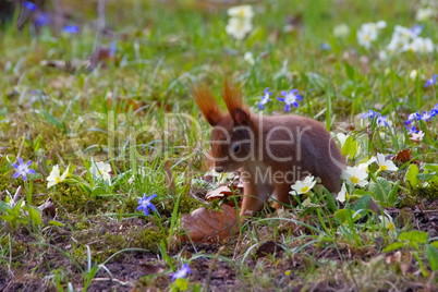 Eichhoernchen - Red squirrel in a park