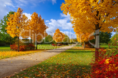 Grossraeschen Allee der Steine im Herbst - Grossraeschen avenue of maple trees in fall