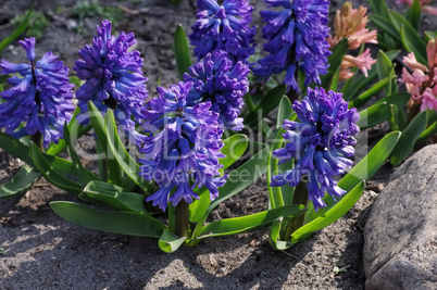 Hyazinthe - hyacinth in spring