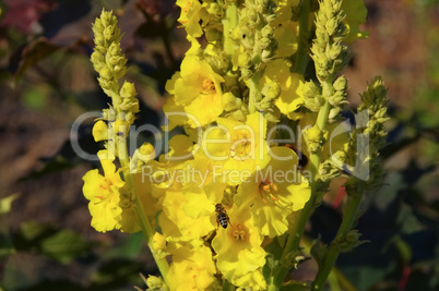 Koenigskerze - Verbascum, common name mullein