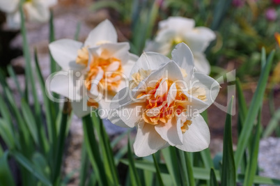 Narzissen Replete - Daffodil is called Replete