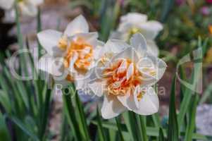 Narzissen Replete - Daffodil is called Replete