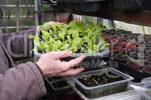 Pflanzenanzucht - plant breeding in spring
