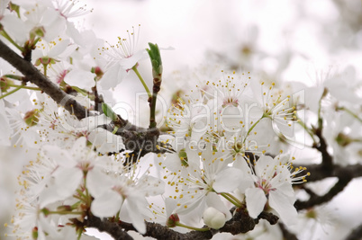 Pflaumenbaumbluete - plum blossom in spring