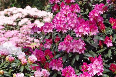 Rhododendron - Rhododendron plants in spring