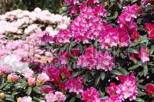 Rhododendron - Rhododendron plants in spring