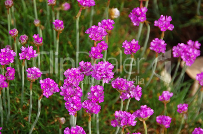 Strand-Grasnelke - many Armeria maritima wildflower