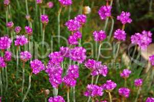 Strand-Grasnelke - many Armeria maritima wildflower