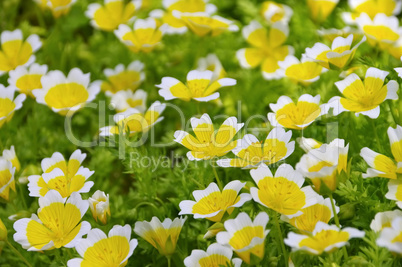 Sumpfblume - poached egg plant