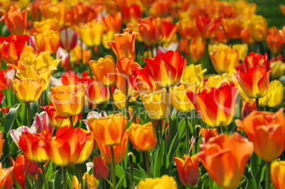 Tulpenbeet in gelb und rot - bed of tulips in red and yellow
