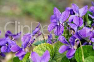 Veilchen - Viola odorata in spring