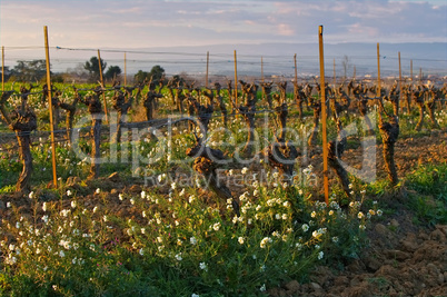 Weinberg im Fruehling - a vineyard in spring