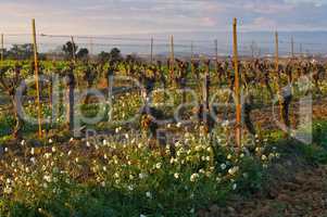 Weinberg im Fruehling - a vineyard in spring